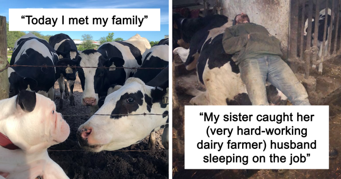 “Live On A Farm, They Said. It Would Be Fun, They Said”: 61 Pics That Won’t Make Sense To City Kids