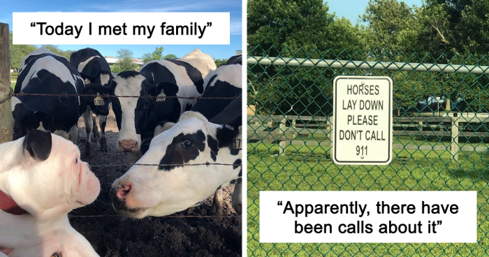 “Live On A Farm, They Said. It Would Be Fun, They Said”: 61 Pics That Won’t Make Sense To City Kids