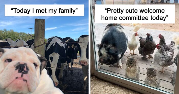 “Live On A Farm, They Said. It Would Be Fun, They Said”: 61 Pics That Won’t Make Sense To City Kids