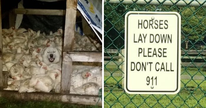 “Live On A Farm, They Said. It Would Be Fun, They Said”: 61 Pics That Won’t Make Sense To City Kids