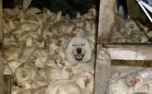 61 Funny And Chaotic Farm Photos That Make City Folks Jealous Of Rural Life