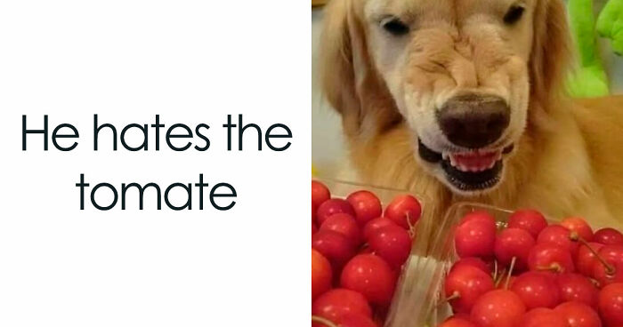 45 Food Memes That Also Come With A Healthy Serving Of Quick Chuckles