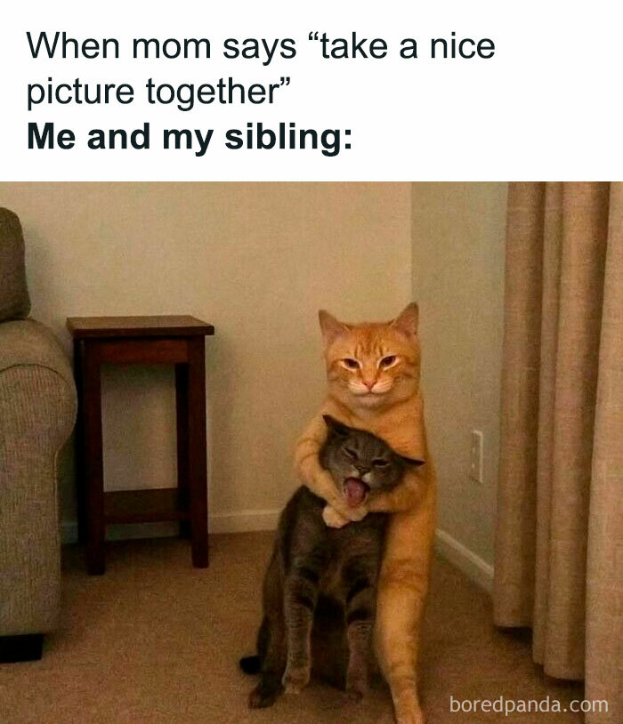 Funny sibling meme with two cats posing awkwardly, perfect for daily meme scrolling to bring a chuckle.