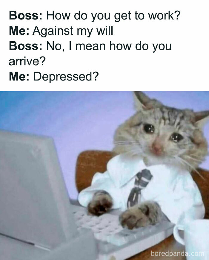 Funny work meme with sad cat in shirt and tie using laptop, perfect for daily meme scrolling and chuckles.