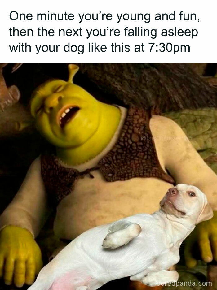Shrek sleeping with dog, humorous meme about meme scrolling and finding funny moments to chuckle at.