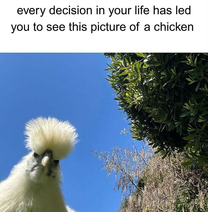 Chicken with fluffy white feathers under a blue sky, featured in relatable memes about humor and giving up on life.