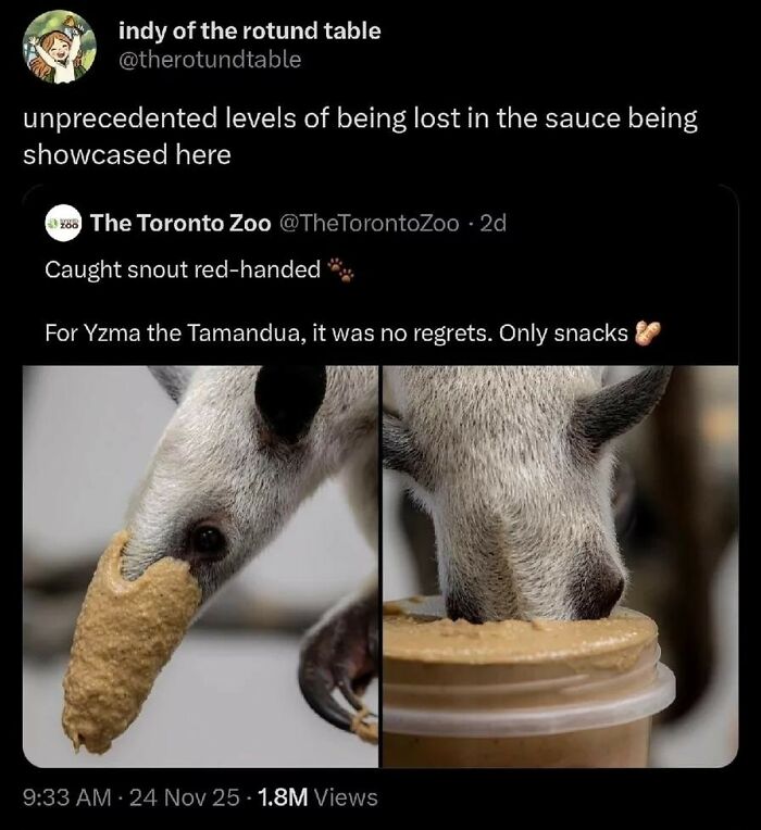 Relatable meme showing a tamandua caught eating snacks, humor for people who gave up on life but not humor.