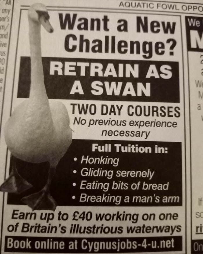 Funny meme ad showing retrain as a swan course with humor relatable to people who gave up on life.