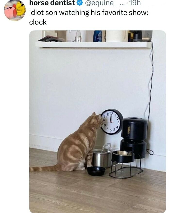 Cat staring closely at a clock on the floor in a relatable meme about humor and giving up on life.
