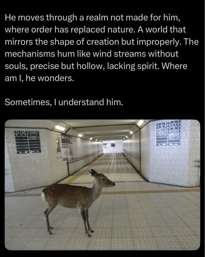 Deer standing alone in a sterile underground passage, capturing relatable memes of humor and life struggles.