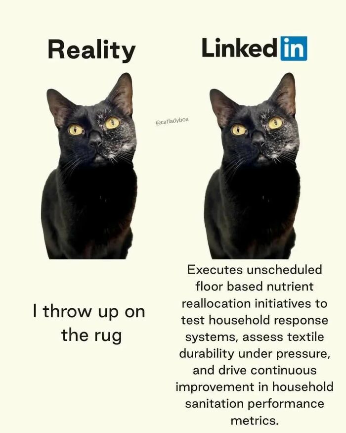 Black cat meme contrasting reality and LinkedIn humor, illustrating relatable memes about life and humor in a funny way.