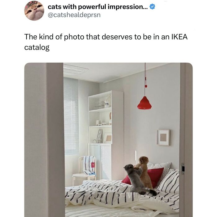 Two cats jumping on a bed in a minimalistic bedroom, fitting the humor in relatable memes about giving up on life.