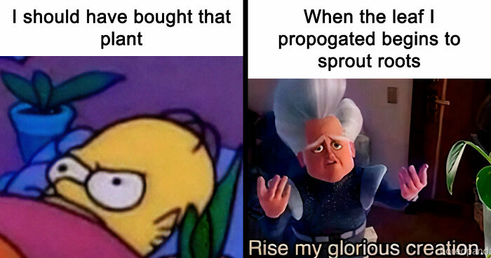 If You’re Fluent In Meme Language And Are A Crazy Plant Parent, You May Like These 59 Posts (New Pics)