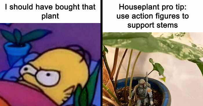 If You’re Fluent In Meme Language And Are A Crazy Plant Parent, You May Like These 59 Posts (New Pics)