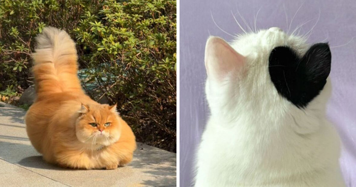 40 Photos From ‘Cat Lovers Club’ That Perfectly Sum Up Life Under Feline Supervision