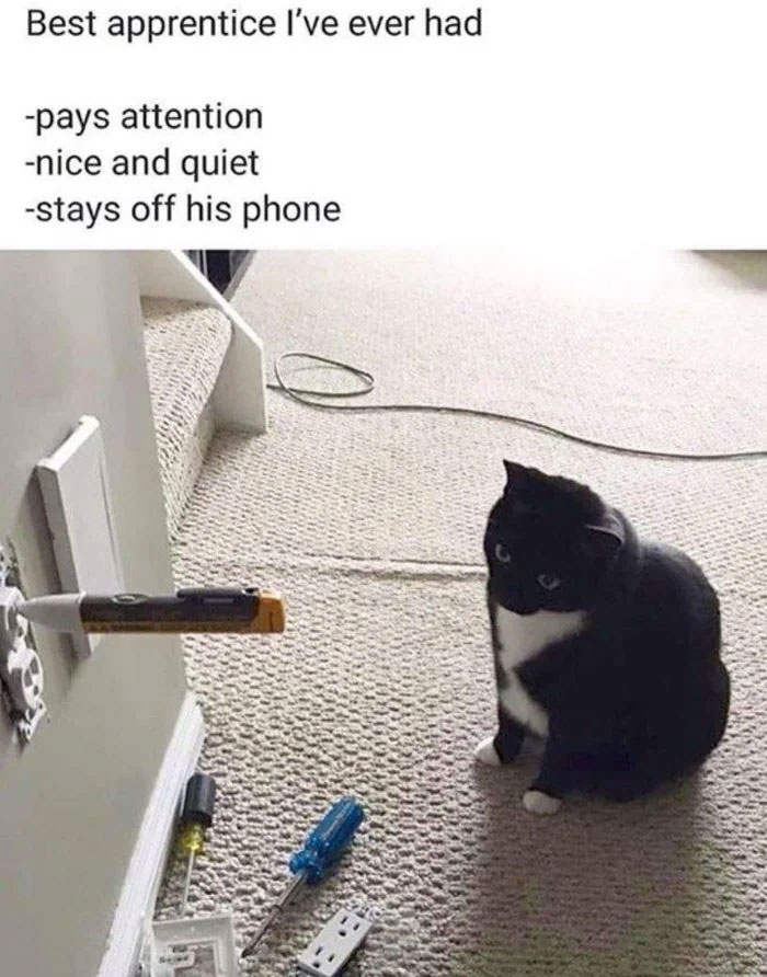 Black and white cat sitting on carpet next to tools and a wall socket, a funny meme for safe-for-work memes.