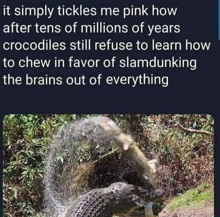 Funny safe-for-work meme featuring a crocodile slam dunking prey instead of chewing it.