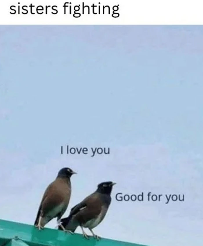 Two birds on a rooftop with text showing a humorous sisters fighting meme in funny and lighthearted safe-for-work style.
