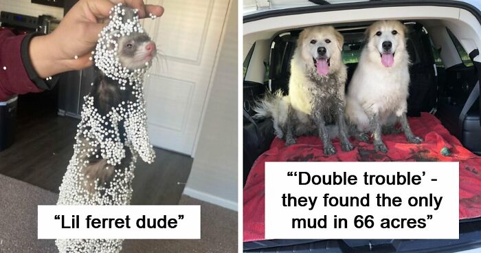 57 Troublemakers Who Were Guilty As Charged But Their Hilarity Got Them Off The Hook