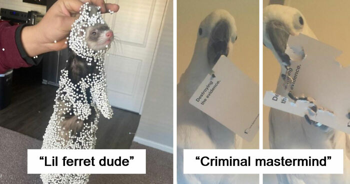 57 Troublemakers Who Were Guilty As Charged But Their Hilarity Got Them Off The Hook