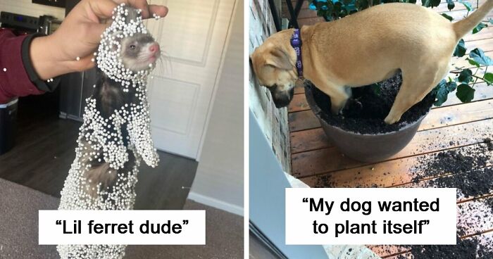 57 Troublemakers Who Were Guilty As Charged But Their Hilarity Got Them Off The Hook