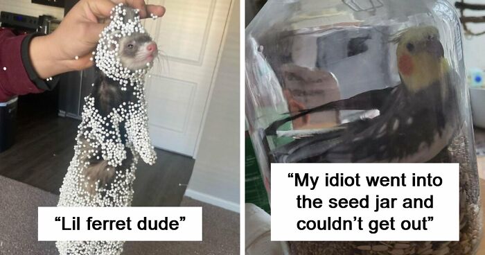 57 Troublemakers Who Were Guilty As Charged But Their Hilarity Got Them Off The Hook