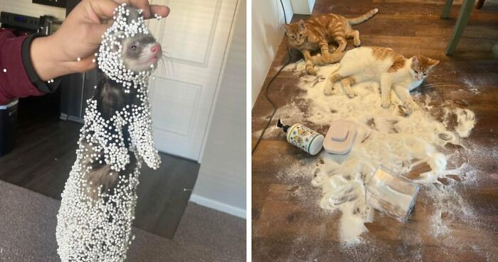 57 Troublemakers Who Were Guilty As Charged But Their Hilarity Got Them Off The Hook