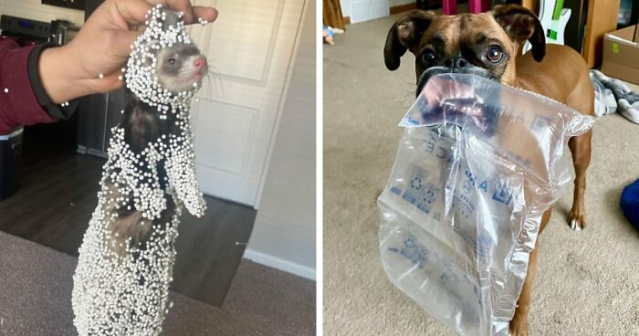 57 Troublemakers Who Were Guilty As Charged But Their Hilarity Got Them Off The Hook