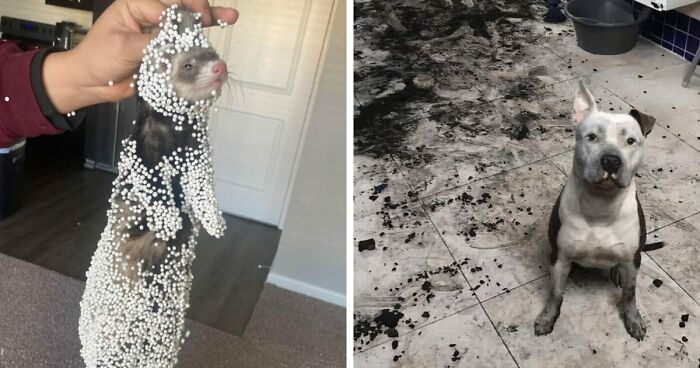 57 Troublemakers Who Were Guilty As Charged But Their Hilarity Got Them Off The Hook