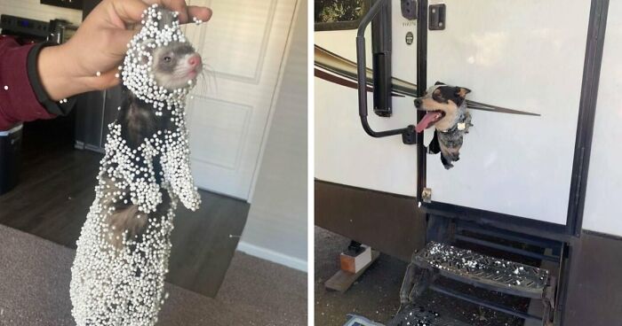 57 Troublemakers Who Were Guilty As Charged But Their Hilarity Got Them Off The Hook