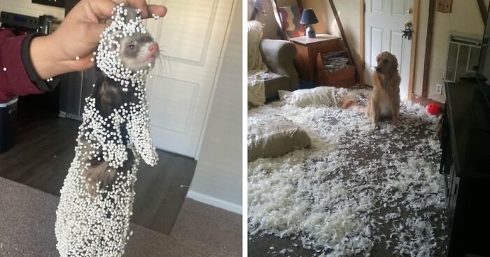 57 Troublemakers Who Were Guilty As Charged But Their Hilarity Got Them Off The Hook