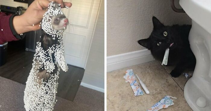 57 Troublemakers Who Were Guilty As Charged But Their Hilarity Got Them Off The Hook