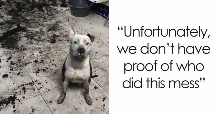 57 Troublemakers Who Were Guilty As Charged But Their Hilarity Got Them Off The Hook