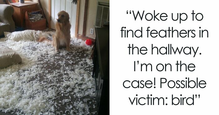 57 Troublemakers Who Were Guilty As Charged But Their Hilarity Got Them Off The Hook