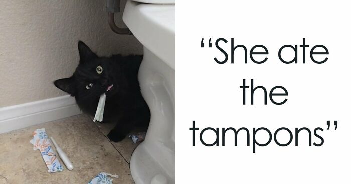 57 Troublemakers Who Were Guilty As Charged But Their Hilarity Got Them Off The Hook