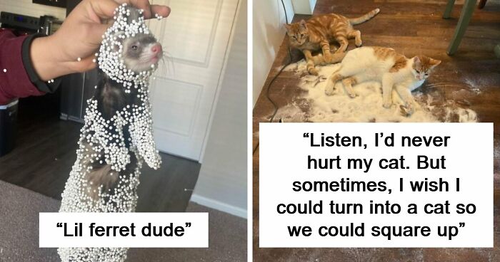 57 Troublemakers Who Were Guilty As Charged But Their Hilarity Got Them Off The Hook