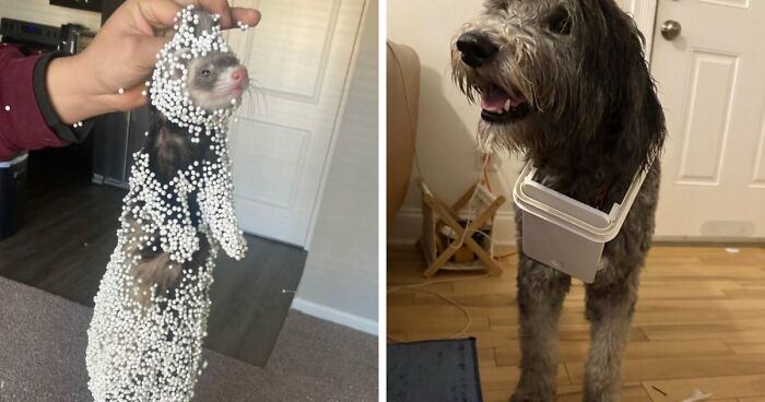 57 Troublemakers Who Were Guilty As Charged But Their Hilarity Got Them Off The Hook