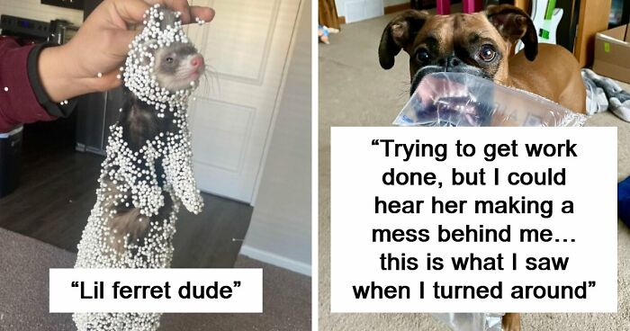 57 Troublemakers Who Were Guilty As Charged But Their Hilarity Got Them Off The Hook