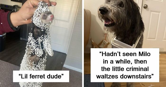 57 Troublemakers Who Were Guilty As Charged But Their Hilarity Got Them Off The Hook