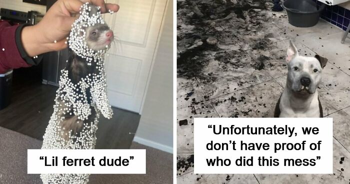 57 Troublemakers Who Were Guilty As Charged But Their Hilarity Got Them Off The Hook