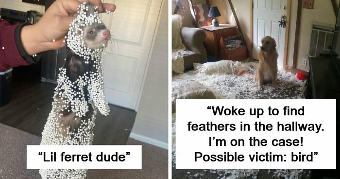 57 Troublemakers Who Were Guilty As Charged But Their Hilarity Got Them Off The Hook