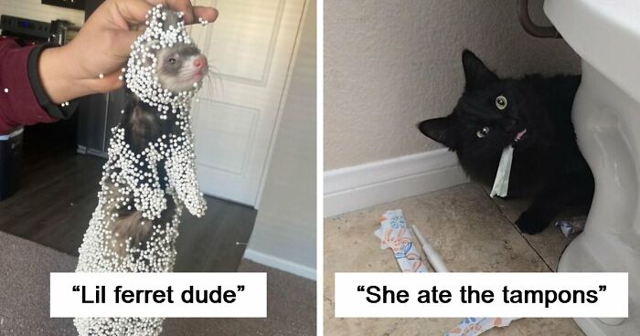 57 Troublemakers Who Were Guilty As Charged But Their Hilarity Got Them Off The Hook