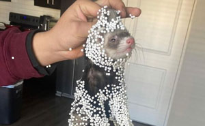 57 Times Troublemakers Left People In Fits Of Laughter With Their Ridiculous Antics