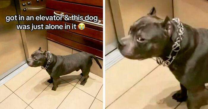 40 Random Unhinged Pics That Make Absolutely No Sense But Are Hilarious