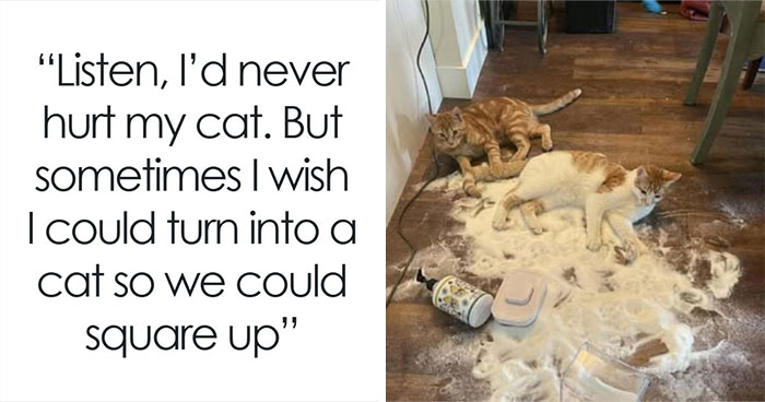 This Page Shared 52 Cat Posts That Perfectly Sum Up Life With Cats