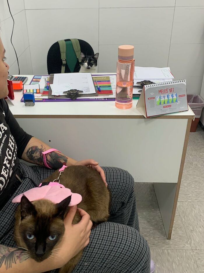Black and white cat sitting behind desk with paperwork as if working, while person holds another cat wearing pink outfit.