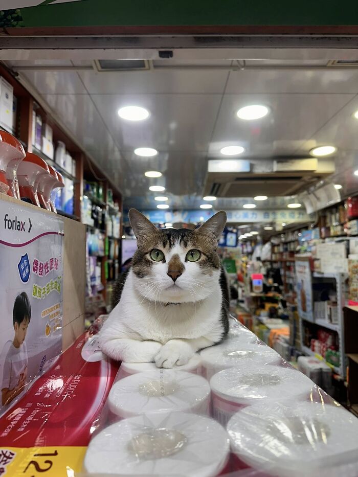 Cat sitting on packaged goods inside a busy store, showing the humor of cats having jobs in capitalism today.