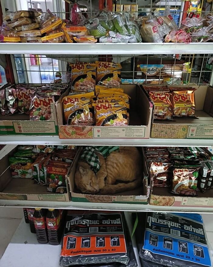 Orange cat sleeping in a cardboard box among packaged goods on store shelves, illustrating capitalism and cats having jobs.