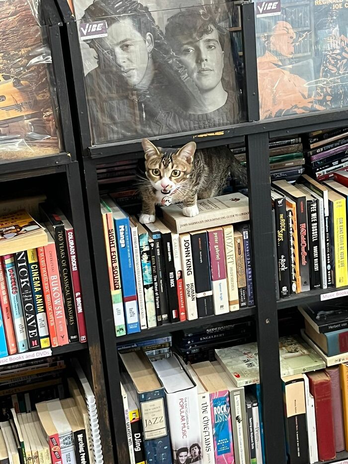 Tabby cat perched on a bookshelf among books and DVDs, humorously highlighting capitalism and cats having jobs.