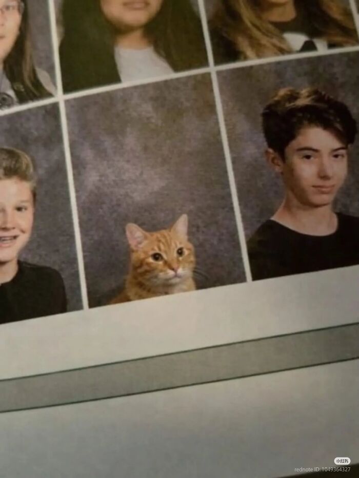 School yearbook photo featuring a cat among students, illustrating capitalism and cats having jobs in modern society.